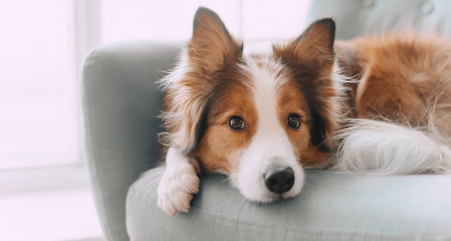 Border Collie lying on a couch